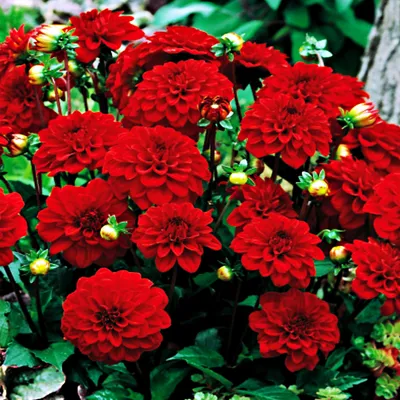 Immagine prodotto di Dalia decorativa Gallery Singer 1 pz. Dalia piantine piantina tuberi grandi