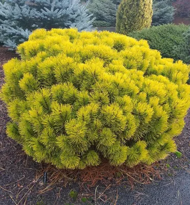 Produktbild von Bergkiefer ´WINTERGOLD´ 30-40 cm, Cont. 5 l