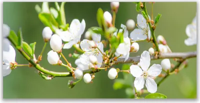 Produktbild von Tulup Leinwand-Bilder 120x60 Wandbild Canvas Kunstdruck Zweige Blumen Pflanzen