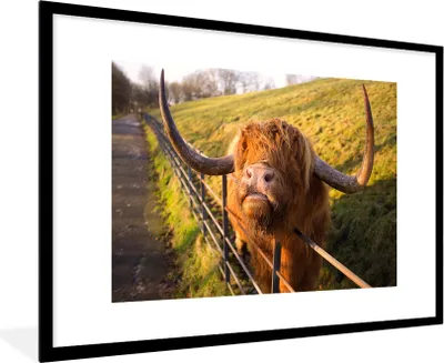 Produktbild von MuchoWow® Gerahmtes Poster Scottish Highlander - Zaun - Gras 90x60 cm - Poster mit Schwarzem Bilderrahmen Wandposter Rahmen Foto Bilder - Wanddekoration - Fotos