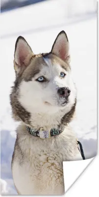 Produktbild von MuchoWow® Poster Sibirischer Schlittenhund im Schnee 20x40 cm - Plakat - Foto