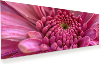 Produktbild von Glasbild 150x60cm in XXL für Wohnzimmer, Schlafzimmer Motiv Nahaufnahme Blume