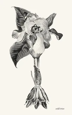Immagine prodotto di wild irises
