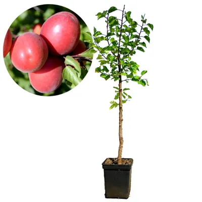Produktbild von Prunus armeniaca 'Pricia' Aprikose - Höhe 100 cm - 5-Liter-Topf