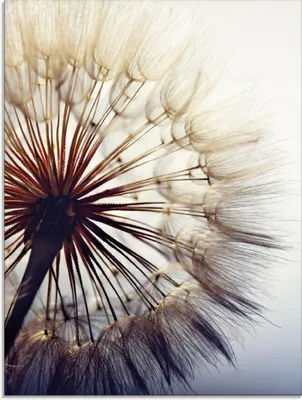 Produktbild von ARTland Glasbild Große Pusteblume Größe: 60x80 cm