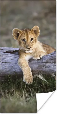 Produktbild von MuchoWow® Poster Jungtier - Tier - Natur 60x120 cm - Wandschmuck