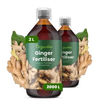 Obrázek produktu pro Zázvor Tekuté Hnojivo 2x1 L – 2-1-8 NPK – Pro Zázvor – Podporuje Rovnomerný Růst & Zdravé Kořeny – Organifer