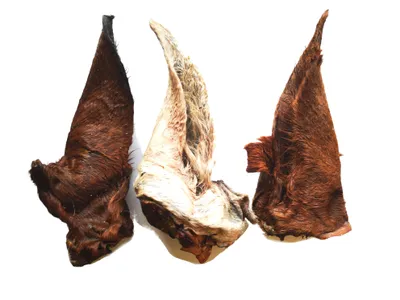 Produktbild von Kaureks Natur Hundeleckerlies, Pferdeohren mit Fell mit Muschel 10 Stk. Kausnack, Hundefutter, so wie Pferdekopfhaut