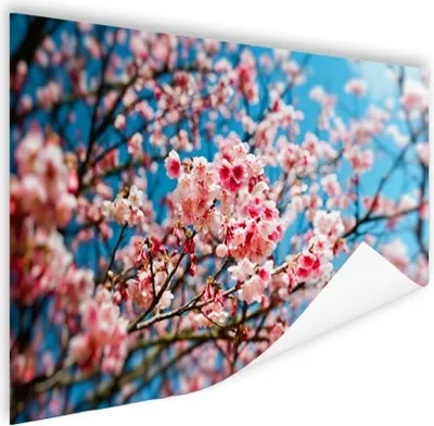 Produktbild von MuchoWow® Poster Frühling - Sakura - Rosa 60x40 cm - Schlafzimmerdekoration