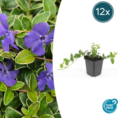 Produktbild von Bodendecker - Immergrün - Vinca minor 'Argenteovariegata' - 9cm Topf - Set mit 12 Pflanzen