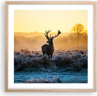 Produktbild von Gerahmtes Poster - Rahmen in heller Eiche - Feld Nebel Natur Baum - 50x50 cm - Wand Bild - Wanddeko - Wandbilder - Wandposter - Bilderrahmen - Bilder - Kunstdruck - Wandbild - P2NAC50x50-2428