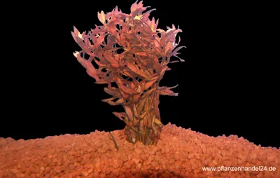 Produktbild von 1 Bund Rotala Indica, kleinblättrige Rotala