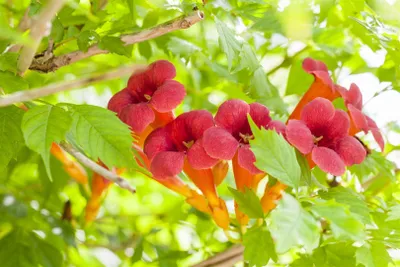 Produktbild von Campsis radicans, Trompetenblume, orange, 150–200 cm