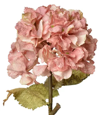 Image de Clayre & Eef Fleur artificielle hortensia 55 cm rose plastique