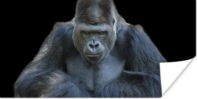 Produktbild von MuchoWow® Poster Ein Gorilla schaut eindrucksvoll in die Kamera 80x40 cm - Wanddeko