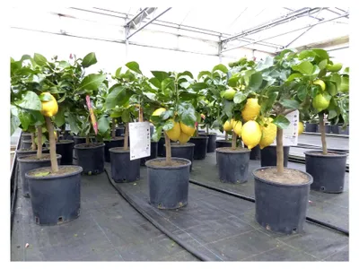 Produktbild von Zitronenbaum 50-70 cm Zitrone Citrus Limon Zitruspflanze