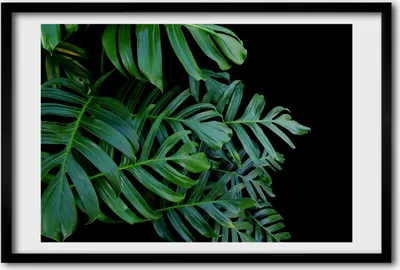 Produktbild von Bild 60x40 MDF-Rahmen, Wandkunst monstera