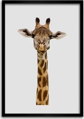 Produktbild von Bild - Bilderrahmen - Foto - 70 cm x 100 cm - MDF - Rahmen - Wandkunst - Giraffe