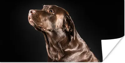 Produktbild von MuchoWow® Poster Hund - Braun - Porträt 40x20 cm