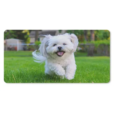 Produktbild von MuchoWow® Mauspad Mousepad Ein Shih Tzu Hund läuft durch das grüne Gras 60x30 cm - Mousepads - Maus Mat - Pad - Mausunterlage - Nachhaltig