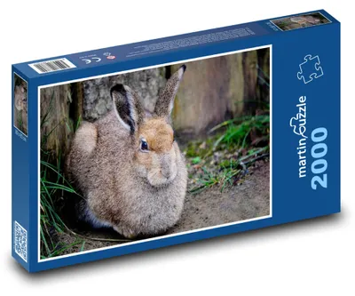 Obrázek produktu pro martinpuzzle - Puzzle 2000 - Divoký zajíc - zvíře, les