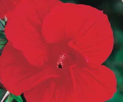 Produktbild von XXL Hibiscus moscheutos 'Fireball' Obří ibišek Trvalka ibišek