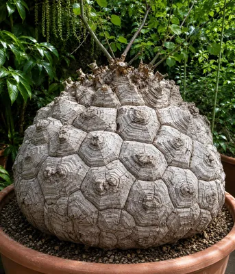 Produktbild von SaatPilot Dioscorea elephantipes 10 Samen Schildkrötenpflanze