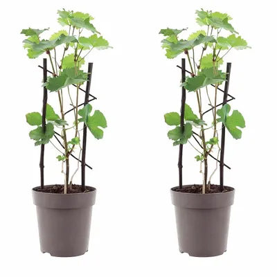 Produktbild von 2 Stück Rote Weinrebe ‘Boskoop Glory’ im Topf – winterharte Tafeltraube, 30–50 cm, aromatisch, ideal für Garten & Terrasse