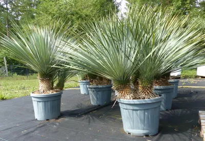 Produktbild von Yucca Rostrata, 2-3 Stämmig, 120 - 140 cm, Stamm 10 - 30 cm winterhart