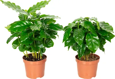 Image de lot de 2 Coffea arabica - Plante de café exotique pour ton intérieur, hauteur env. 15 cm, pot Ø 9 cm