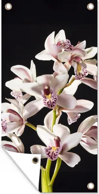 Produktbild von MuchoWow® 40x80 cm Outdoor-Poster Gartendeko Sichtschutz Garten Poster für den Garten  Eine weiße Orchidee vor schwarzem Hintergrund