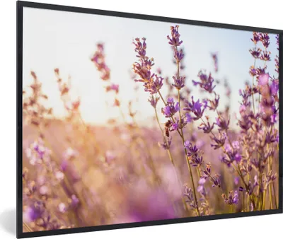 Produktbild von MuchoWow® Gerahmtes Poster Lavendel - Nahaufnahme - Sonne - Blumen - Lila 90x60 cm - Poster mit Schwarzem Bilderrahmen Wandposter Rahmen Foto Bilder - Fotorahmen - Foto-Plakat
