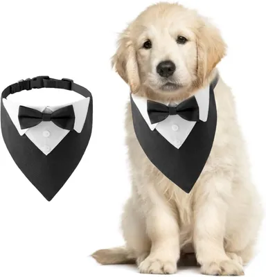 Immagine prodotto di Fascia per cani - Taglia S - Nylon - Lavabile