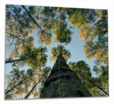 Produktbild von Wallario Herdabdeckplatte aus Glas, Größe 60 x 52 cm 2-teilig, Motiv Birkenwald von unten betrachtet