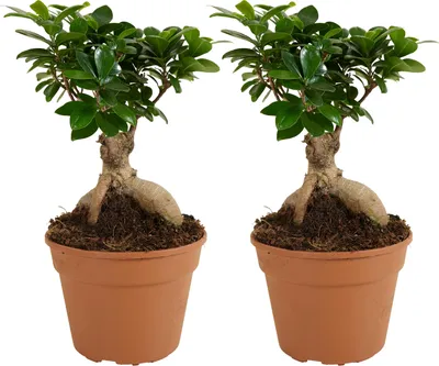 Zdjęcie produktu dla Bloomique - Zestaw 2 sztuk - Ficus Ginseng - Bonsai - Rośliny doniczkowe - Oczyszczające powietrze - Łatwe w utrzymaniu - Wysokość 30-40 cm - Doniczka 17 cm