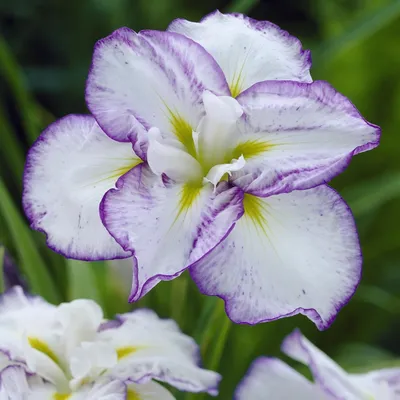 Image de Iris japonais Light At Dawn 1 pièce Iris plants Iris Plant