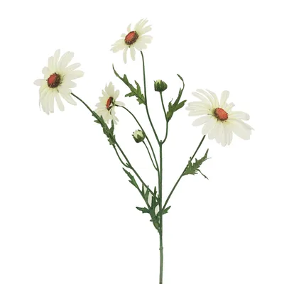 Produktbild von Kunstblume MARGERITENZWEIG ca. 60cm. Margerite mit 4 Blüten Creme-Weiß