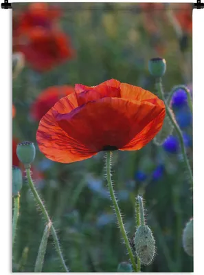 Produktbild von MuchoWow® Wandteppich Wandbehang Bunte Mohnblumen in den Niederlanden 90x135 cm Tapisserie Dekoration Wandtuch - Baumwolle - Wandskulptur