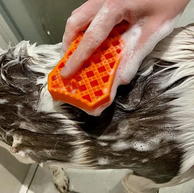 Image de Brosse pour chiens à poils courts - Brosse en caoutchouc pour le toilettage lors du bain - Facile à nettoyer - Outil de toilettage pour animaux