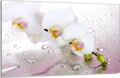 Obrázok produktu pre Kryt varnej dosky 80x52cm 1-dielny keramický kryt varnej dosky, orchideová biela