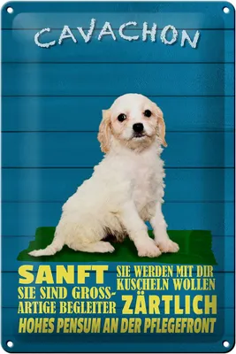 Produktbild von Blechschild Spruch 20x30cm Cavachon Hund sanft zärtlich