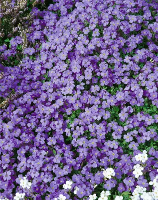 Produktbild von Aubrieta x cultorum 'Tauricola', Blaukissen, violett, ca. 9x9 cm Topf