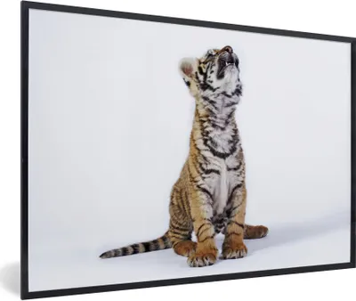 Produktbild von MuchoWow® Gerahmtes Poster Tiger - Jungtier - Weiß 30x20 cm - Poster mit Schwarzem Bilderrahmen Wandposter Rahmen Foto Bilder - Kunstdruck - Bild-Poster