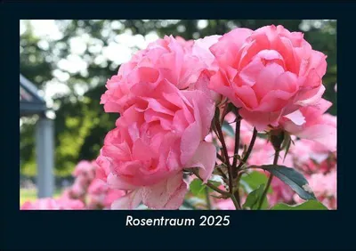 Produktbild von Rosentraum 2025 Fotokalender DIN A5