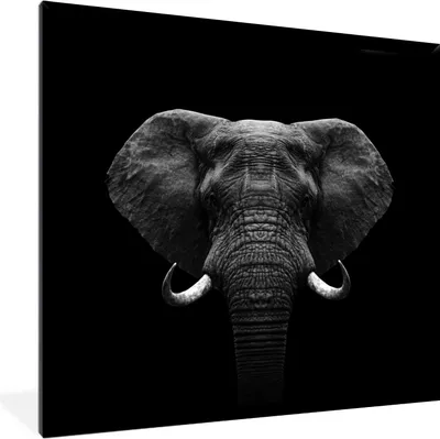 Produktbild von MuchoWow® Gerahmtes Poster Tiere - Elefant - Porträt - Schwarz - Weiß 40x40 cm - Poster mit Schwarzem Bilderrahmen Wandposter Rahmen Foto Bilder - Mit Rahmen - Wanddekoration Schlafzimmer