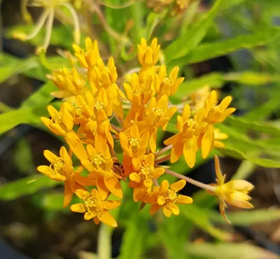 Image de Asclepias tuberosa / Asclépiade tubéreuse