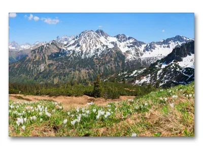 Produktbild von Premium Textil-Leinwand 90x60cm quer Krokuswiese am Fellhorn | Wandbild, HD-Bild auf Keilrahmen, Fertigbild auf hochwertigem Vlies, Leinwanddruck von SusaZoom