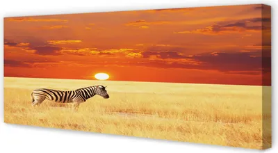 Produktbild von Leinwandbild 125x50 Wandkunst Zebra Feld Sonnenuntergang