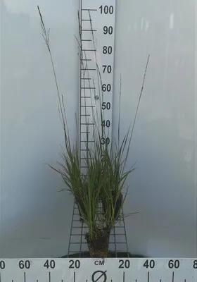 Produktbild von 6 x  Molinia arundinacea ( altissima) - Pfeifengras  - Topf 9 x 9 cm