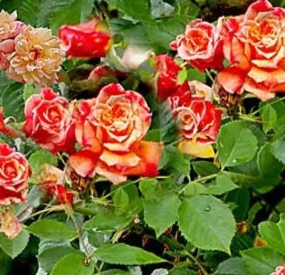 Produktbild von Kletterrose Aloha® - Rosa Aloha® - apricot-rosa - Duft+ - Kordes-Rose
